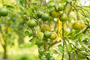 Oranges on the Tree ready for Harvests. Navel orange, Citrus sinensis or known as Limau Madu photo