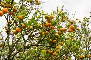 Oranges on the Tree ready for Harvests. Navel orange, Citrus sinensis or known as Limau Madu photo
