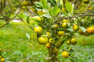 Oranges on the Tree ready for Harvests. Navel orange, Citrus sinensis or known as Limau Madu photo