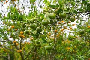 Oranges on the Tree ready for Harvests. Navel orange, Citrus sinensis or known as Limau Madu photo