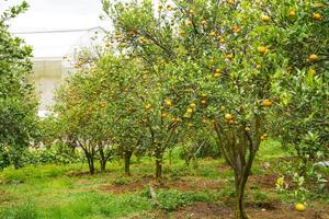 Oranges on the Tree ready for Harvests. Navel orange, Citrus sinensis or known as Limau Madu photo