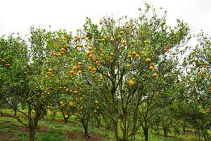 Oranges on the Tree ready for Harvests. Navel orange, Citrus sinensis or known as Limau Madu photo