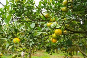 Oranges on the Tree ready for Harvests. Navel orange, Citrus sinensis or known as Limau Madu photo