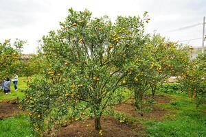 Oranges on the Tree ready for Harvests. Navel orange, Citrus sinensis or known as Limau Madu photo