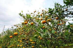 Oranges on the Tree ready for Harvests. Navel orange, Citrus sinensis or known as Limau Madu photo
