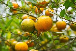 Oranges on the Tree ready for Harvests. Navel orange, Citrus sinensis or known as Limau Madu photo