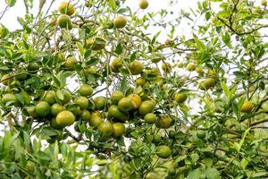 Oranges on the Tree ready for Harvests. Navel orange, Citrus sinensis or known as Limau Madu photo