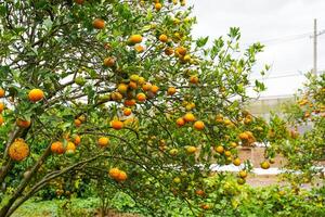 Oranges on the Tree ready for Harvests. Navel orange, Citrus sinensis or known as Limau Madu photo