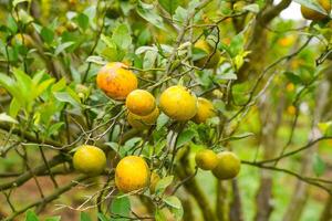 Oranges on the Tree ready for Harvests. Navel orange, Citrus sinensis or known as Limau Madu photo