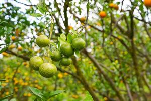 Oranges on the Tree ready for Harvests. Navel orange, Citrus sinensis or known as Limau Madu photo