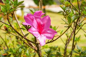Blooming pink azalea flowers close-up in a botanical garden. Azaleas are flowering shrubs in the genus Rhododendron, particularly the former sections Tsutsuji and Pentanthera. photo