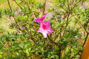 Blooming pink azalea flowers close-up in a botanical garden. Azaleas are flowering shrubs in the genus Rhododendron, particularly the former sections Tsutsuji and Pentanthera. photo