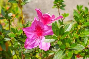 Blooming pink azalea flowers close-up in a botanical garden. Azaleas are flowering shrubs in the genus Rhododendron, particularly the former sections Tsutsuji and Pentanthera. photo