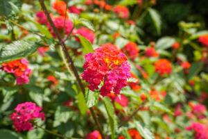 Lantana camara common lantana is a species of flowering plant within the verbena family Verbenaceae photo