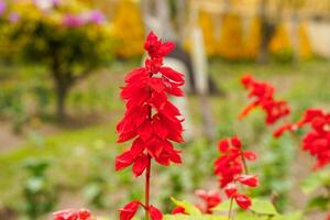 Red Salvia splendens, the scarlet sage, Salvia sage, Salvia nemorosa. flowers blooming in garden photo
