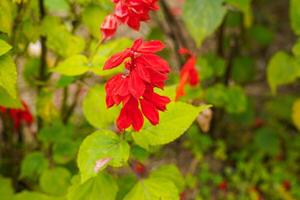 Red Salvia splendens, the scarlet sage, Salvia sage, Salvia nemorosa. flowers blooming in garden photo