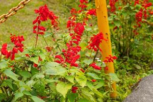Red Salvia splendens, the scarlet sage, Salvia sage, Salvia nemorosa. flowers blooming in garden photo