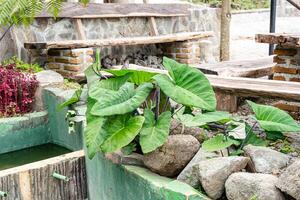 Alocasia macrorrhizos is a species of flowering plant in the arum family Araceae. Common names include giant taro, ape, giant alocasia, biga and pia. photo