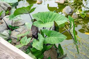 Alocasia macrorrhizos is a species of flowering plant in the arum family Araceae. Common names include giant taro, ape, giant alocasia, biga and pia. photo