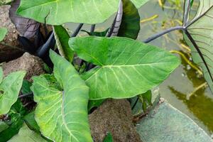 Alocasia macrorrhizos is a species of flowering plant in the arum family Araceae. Common names include giant taro, ape, giant alocasia, biga and pia. photo