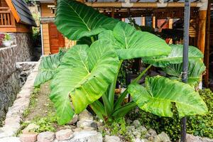 Alocasia macrorrhizos is a species of flowering plant in the arum family Araceae. Common names include giant taro, ape, giant alocasia, biga and pia. photo