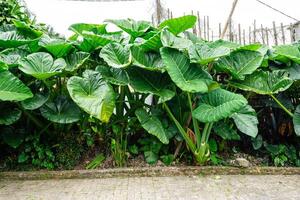Alocasia macrorrhizos is a species of flowering plant in the arum family Araceae. Common names include giant taro, ape, giant alocasia, biga and pia. photo