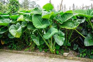 Alocasia macrorrhizos is a species of flowering plant in the arum family Araceae. Common names include giant taro, ape, giant alocasia, biga and pia. photo