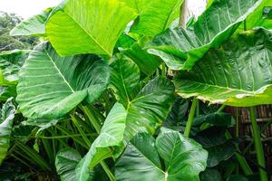 Alocasia macrorrhizos is a species of flowering plant in the arum family Araceae. Common names include giant taro, ape, giant alocasia, biga and pia. photo