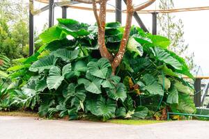 Alocasia macrorrhizos is a species of flowering plant in the arum family Araceae. Common names include giant taro, ape, giant alocasia, biga and pia. photo