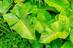 Alocasia macrorrhizos is a species of flowering plant in the arum family Araceae. Common names include giant taro, ape, giant alocasia, biga and pia. photo