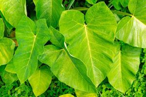 Alocasia macrorrhizos is a species of flowering plant in the arum family Araceae. Common names include giant taro, ape, giant alocasia, biga and pia. photo