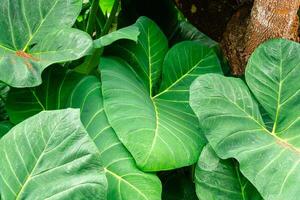 Alocasia macrorrhizos is a species of flowering plant in the arum family Araceae. Common names include giant taro, ape, giant alocasia, biga and pia. photo