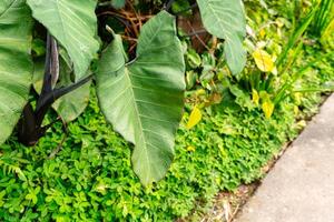 Alocasia macrorrhizos is a species of flowering plant in the arum family Araceae. Common names include giant taro, ape, giant alocasia, biga and pia. photo