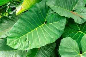 Alocasia macrorrhizos is a species of flowering plant in the arum family Araceae. Common names include giant taro, ape, giant alocasia, biga and pia. photo