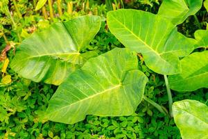 Alocasia macrorrhizos is a species of flowering plant in the arum family Araceae. Common names include giant taro, ape, giant alocasia, biga and pia. photo