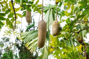 Kigelia is a genus of flowering plants in the family Bignoniaceae. The genus consists of only one species, Kigelia africana, which occurs throughout tropical Africa. photo