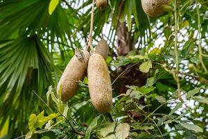 Kigelia is a genus of flowering plants in the family Bignoniaceae. The genus consists of only one species, Kigelia africana, which occurs throughout tropical Africa. photo