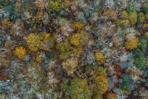 overhead drone aerial view of a forest of deciduous trees in fall photo