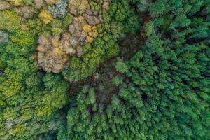 drone aerial view of a mountain with pine forest and deciduous forest, autumn season background photo