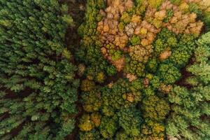 overhead aerial drone view of a pine forest next to an oak forest photo