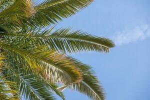 Leaves of a palm tree with a blue sky in the background photo
