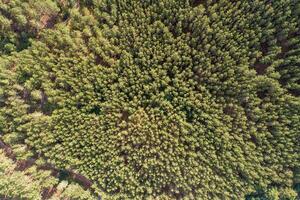zenithal aerial drone view of a pine forest photo