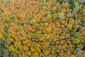 zenithal aerial drone view of a deciduous forest in autumn. Colourful leaves, texture for fall background. photo
