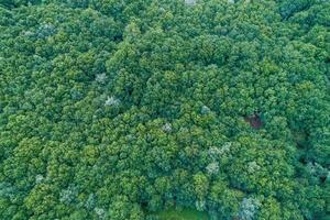 aerial view of an oak forest on a cloudy day, ecosystem concept photo
