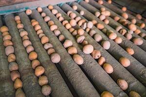 Small potatoes in the sorting machine according to their size, harvesting time photo