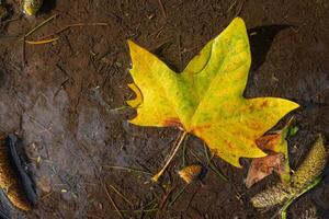 fallen leaves in a rain puddle after autumn rains photo
