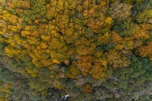 drone aerial view of a deciduous mountain forest in autumn photo