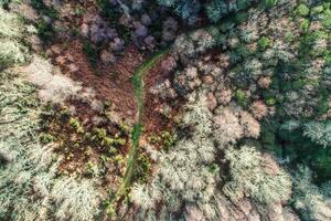 drone aerial top view of a road in an oak forest without leaves in fall photo