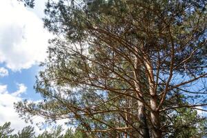 Tall pine trees with dense foliage against clear blue sky in the woods. photo