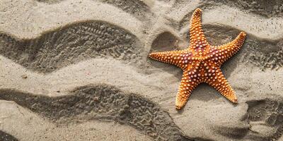 Orange starfish on textured sandy beach photo